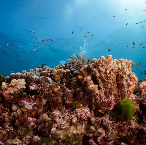 [Specialty-UWNaturalist] PADI Underwater Naturalist